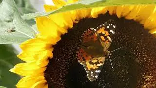 Einzigartige Schmetterlinge Deutschlands 🦋 | Endemische Arten und Naturschutz