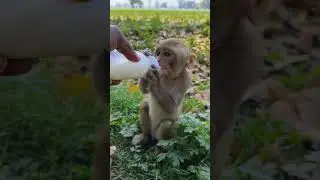 cute baby monkey #cutebabymonkey #bander