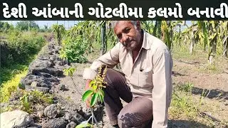  કેસર આંબા ની કલમો દેશી ગોટલી ઉપર બનાવીએ Kesar Mango Nursery Gujarat Grafting #9825747666 