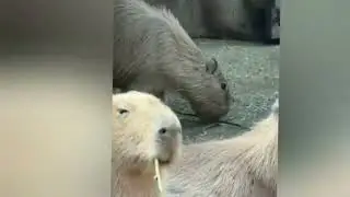 Animal doing Human things.♨️. awkward animal moments caught on camera 