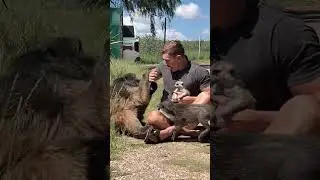 A protective Baboon mother! 🤩