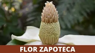 FLOR DEL CORAZÓN  |  LA FLOR SAGRADA DE LOS ZAPOTECOS 💮  💮  💮