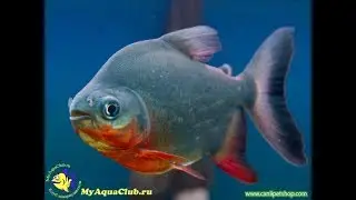 Pirana Pacu Ot&ccedil;ul SHOW BOY 40 50 Cm