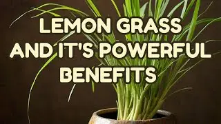 SEE WHAT HAPPENS TO YOUR BODY IN 30 DAYS | 1000+ BENEFITS | GAME CHANGER | PLANT LEMON GRASS AT HOME