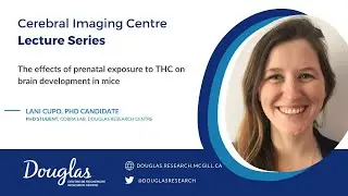 The effects of prenatal exposure to THC on brain development in mice