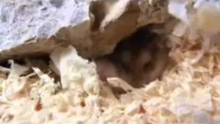 Erin - Roborovski's Dwarf Hamster