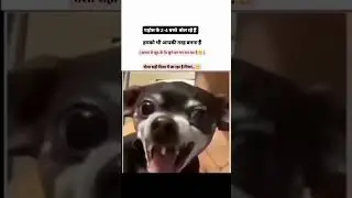 बच्चे 😁😁funny dog memes, dog memes, funny dogs, dog comedy, hilarious dog memes, cute dog memes,