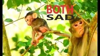 BABY ALBA FEELING ALONE & LOOKED SO SAD ON BRANCH TREE // CUTIE ALBA AND MUM ANNA WHY TODAY SO SAD?