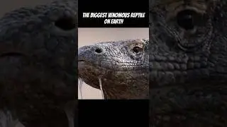 The biggest venomous Reptile on Earth 🦎The Komodo Dragon #wildlife #viral #shorts
