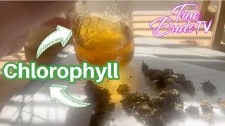 Using Water To Remove Chlorophyll From Cannabis For Infusions and Edibles