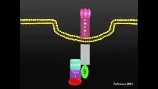 PicScience TNFR1 Death Receptor