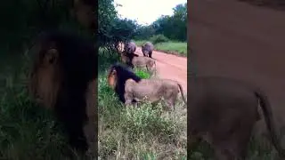Lions vs Rhinos 🦏 #shortsfeed #greater #wildlife