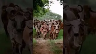 Gir Cows#Save Desi Cows# India