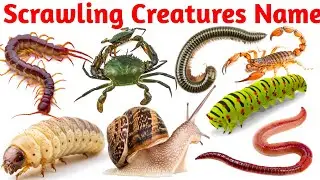 Scrawling Creatures name || Kids educational video || हिंदी और इंग्लिश में सीखें || many types creat