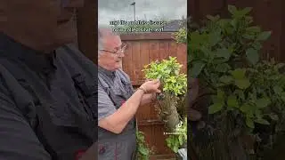 Как обрезать сливу #садоводство #растения #садоводстводляначинающих