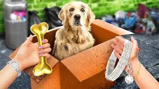 Rich Family Saved A Poor Dog! Rich vs Broke Pet Owner