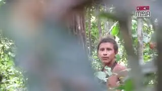 Astonishing video of uncontacted Aw&aacute; released as loggers close in