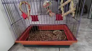 Питбуль vs Мышь! Pitbull vs Mouse! Go