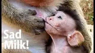 Sad Eyes ! Poor baby Polino dry face look mother hungry milk verry much Cos mom reject milk.