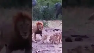 Alert Moments of Lions 🦁 When Lions Meet Elephants 🐘 📹