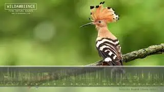Hoopoe Call - The sounds of a Eurasian Hoopoe calling