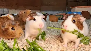 Live Feeding With Guinea Pigs!!!!!!!!!!!