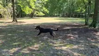WOLF PACK HUNTING!!