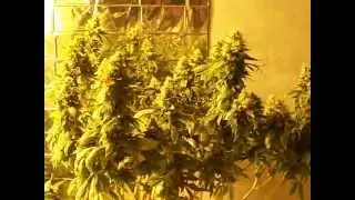 Blue Hash & Strawberry Cough Week 18 Update
