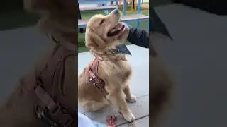 Посмотрите, как моя собака тренирует трюки 🐶🐾🦴 #пожатьруку #сидеть #милаясобака #щенок #счастлива...