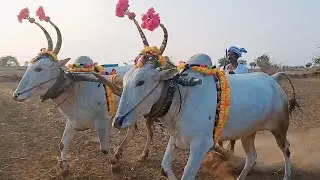 Super fast MY bull's 