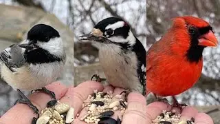 Slowmo Chickadee Woodpecker and a Cardinal