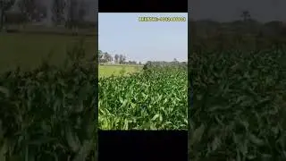 Keerthi:9032485802||Road Facility Both Sides Available||20 Guntas Agriculture land for sale #youtube