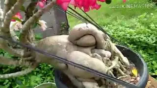 Successful enlargement of Adenium root. Pembesaran Bonggol Adenium yang Berhasil.