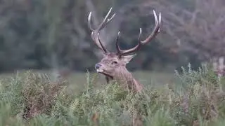 Red King Raw
