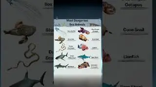 most dangerous sea animals