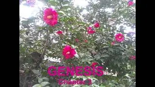 Genesis 3