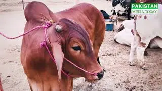 1 to 3 Lacs Range Cows | Cattle Market Karachi | Cow Mandi | Maweshi Mandi | Bakra Eid | Eid ul Adha