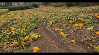 A Happy But Odd Little Riley's Farm Video