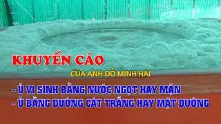 Ủ vi sinh bằng đường cát hay mật đường - Nước mặn hay ngọt | thủy sản