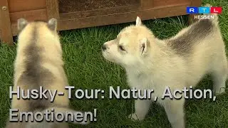 Welpen zum Verlieben – Abenteuer auf der Husky-Wanderung!