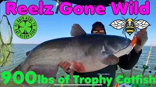 Epic 900 lbs of Trophy Catfish caught on this trip.  Incredible big fish action!