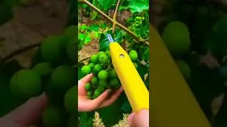 A good tools for picking fruits from trees #shorts #smlink