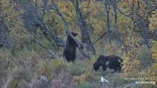 Fat Bear Champ doesn't impress bear 474. Brooks Falls, Katmai, Alaska. 6 Oct 2025 (explore.org)