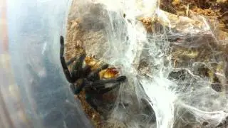 Green Bottle Blue (GBB) - Chromatopelma Cyaneopubescens Vid 6