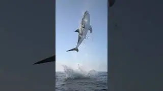 Amazing Shark Jump Stop Motion!!!