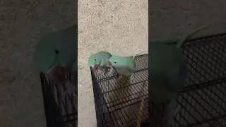 Parrot Kay baray mai facts #parrot #birds #shortvideo