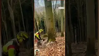 💯&ldquo;Massive Tree Felling! 🌲 Precision Chainsaw Work in the Forest&rdquo;#treefelling #chainsawwork #viral