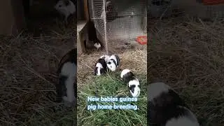 guinea pig home breeding