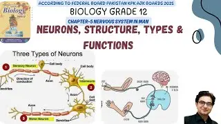 Neuron: Structure & Function | Biology Grade 12 Federal Board 2025