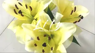 Freeze Dried Lily Flower